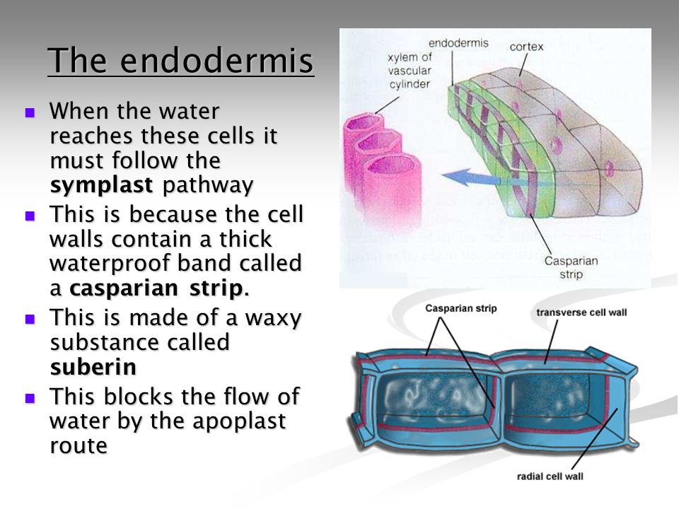 The endodermis When the water reaches these cells it must follow the symplast pathway.