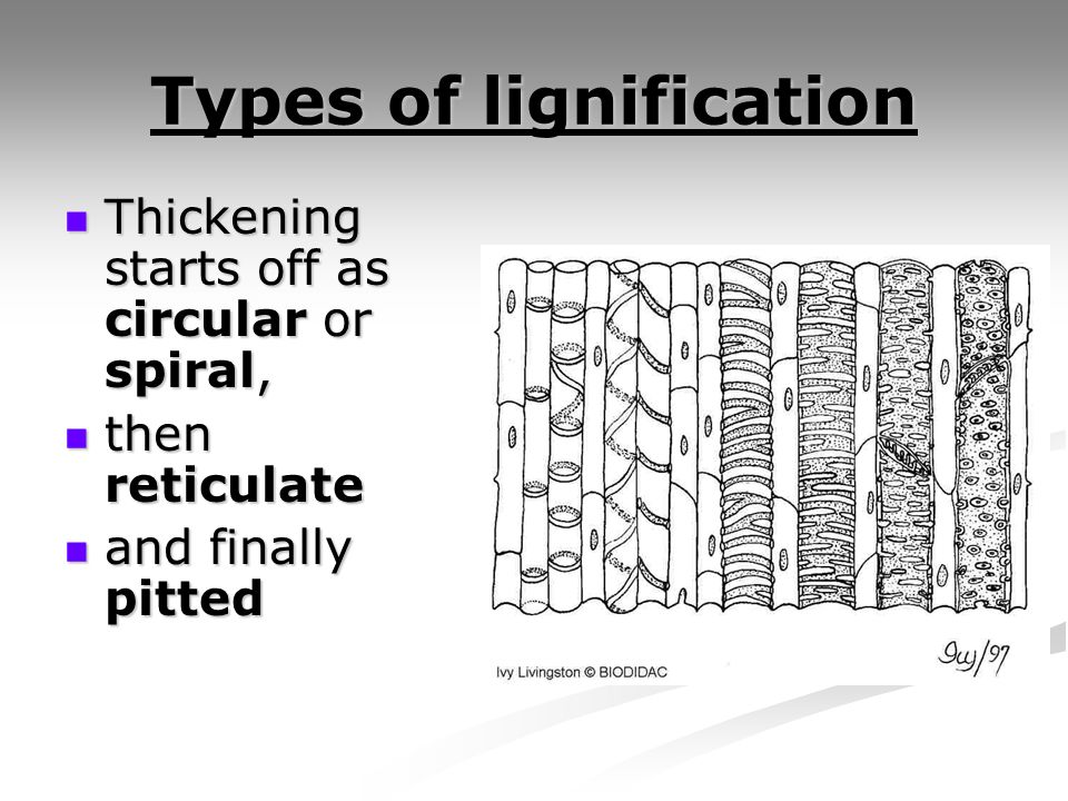 Types of lignification