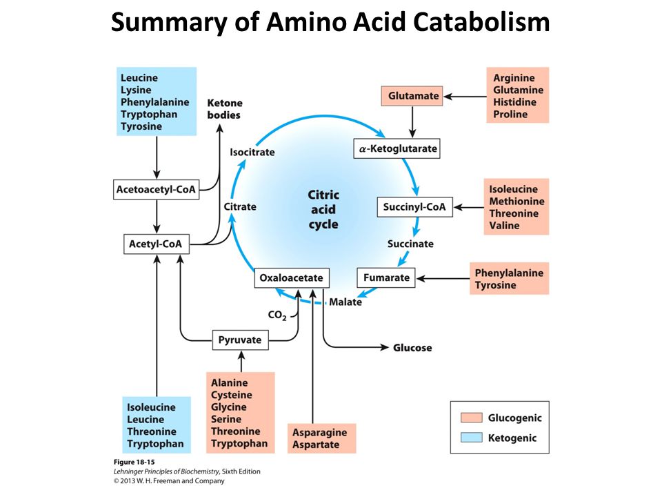 Кетогенные аминокислоты. Urea Amino acid. Ketogenic Amino acid. Кетогенные аминокислоты биохимия. Глюко и кетогенные аминокислоты.