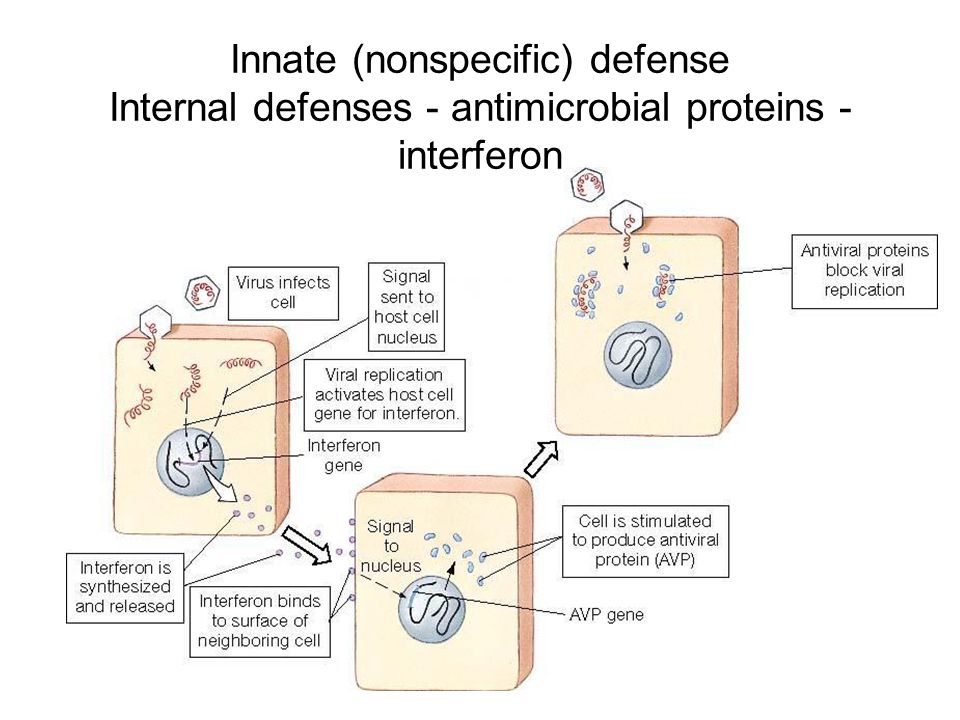 Innate (nonspecific) defense Internal defenses - antimicrobial proteins - interferon