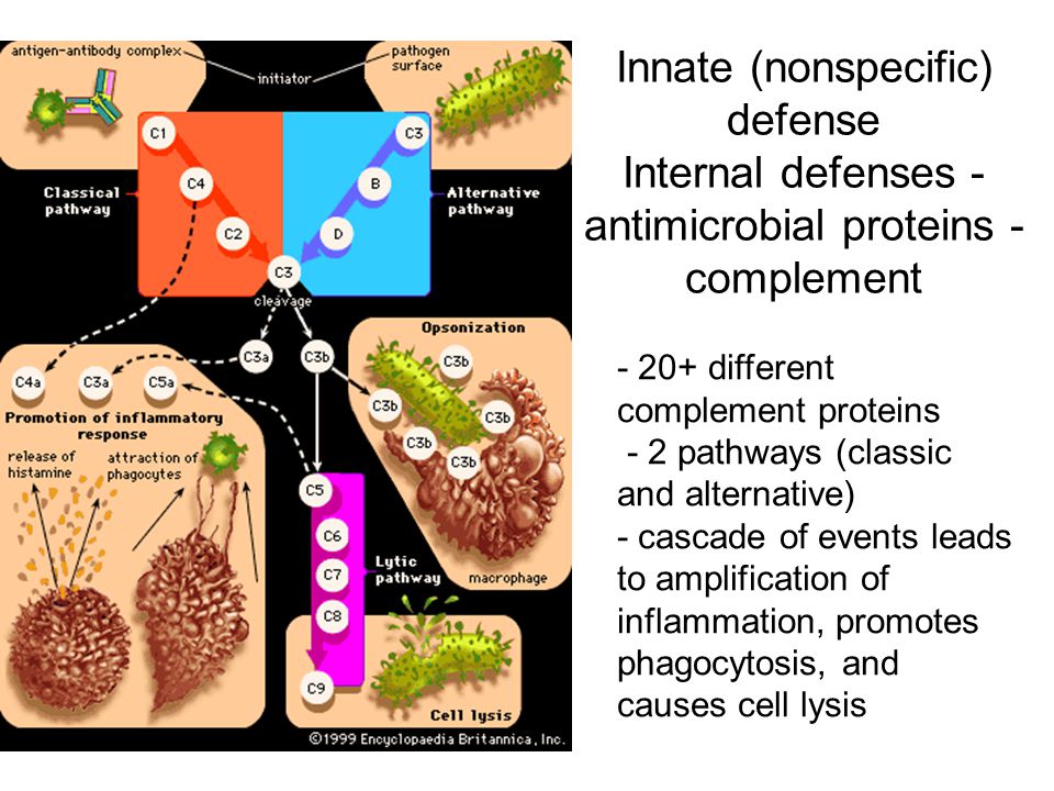 Innate (nonspecific) defense Internal defenses - antimicrobial proteins - complement
