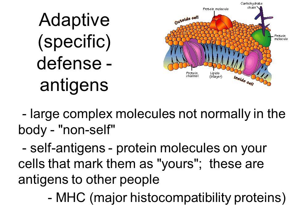 Adaptive (specific) defense - antigens
