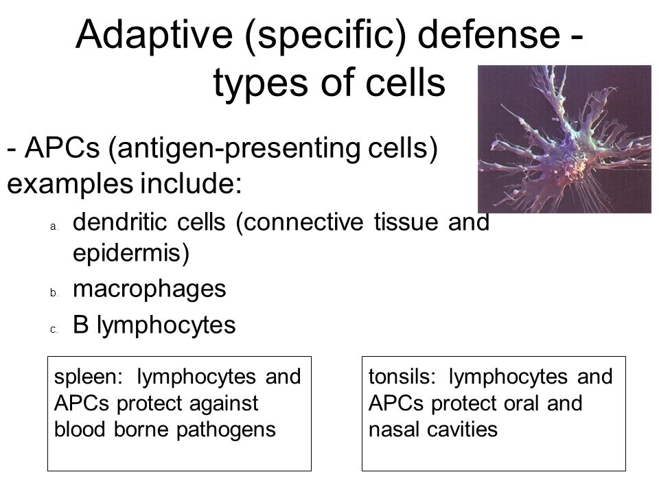 Adaptive (specific) defense - types of cells