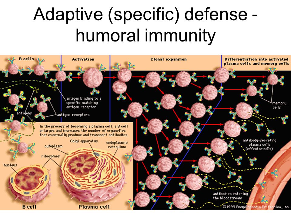 Adaptive (specific) defense - humoral immunity