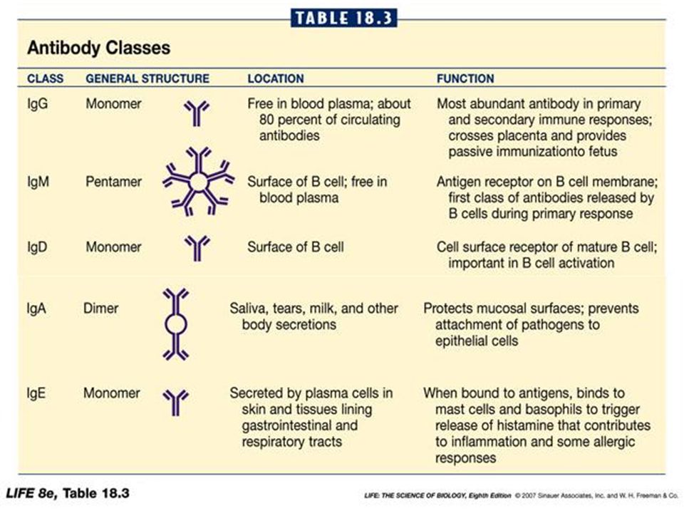 There are 5 classes of antibodies (MADGE)