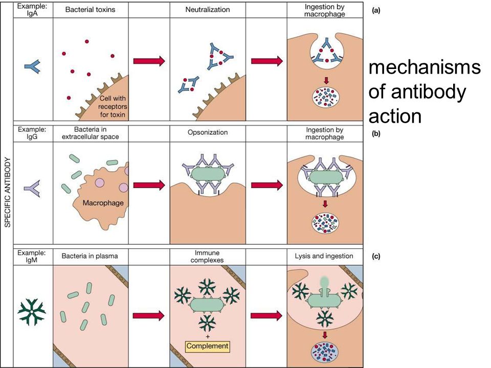 mechanisms of antibody action