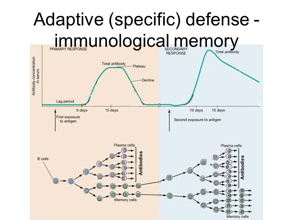 Adaptive (specific) defense - immunological memory