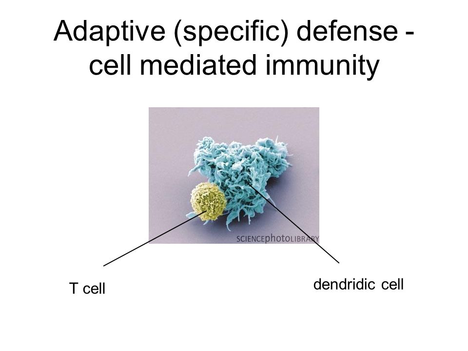 Adaptive (specific) defense - cell mediated immunity