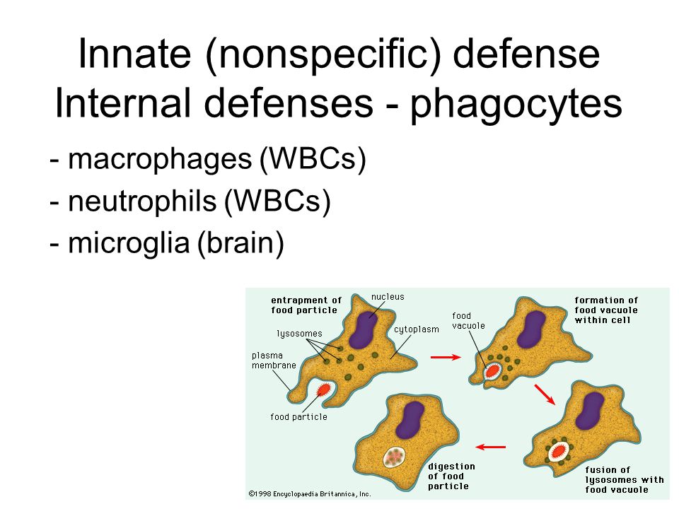 Innate (nonspecific) defense Internal defenses - phagocytes