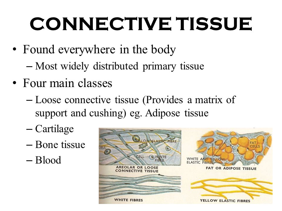 TISSUES. - ppt download