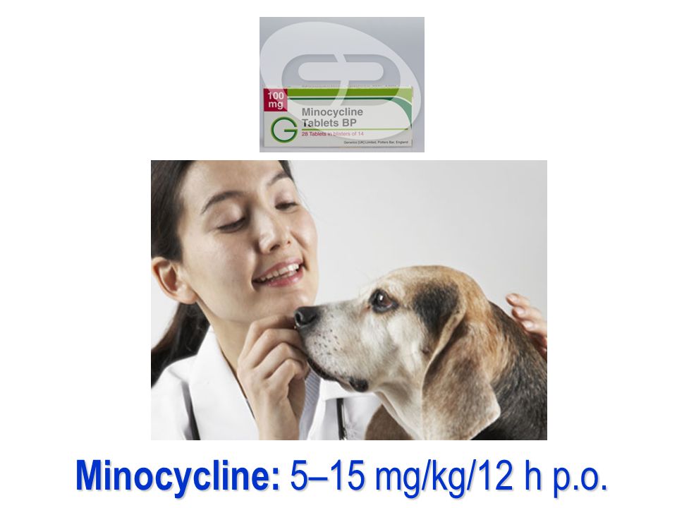 Minocycline: 5–15 mg/kg/12 h p.o.