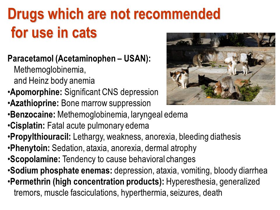 Drugs which are not recommended for use in cats