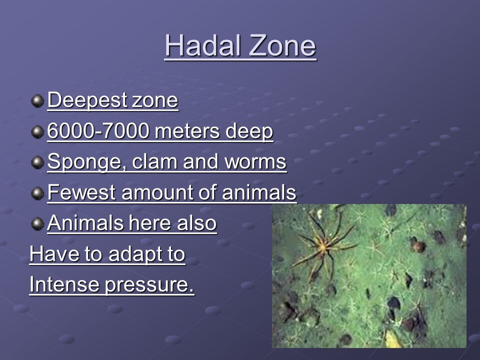 Hadal Zone Deepest zone meters deep Sponge, clam and worms