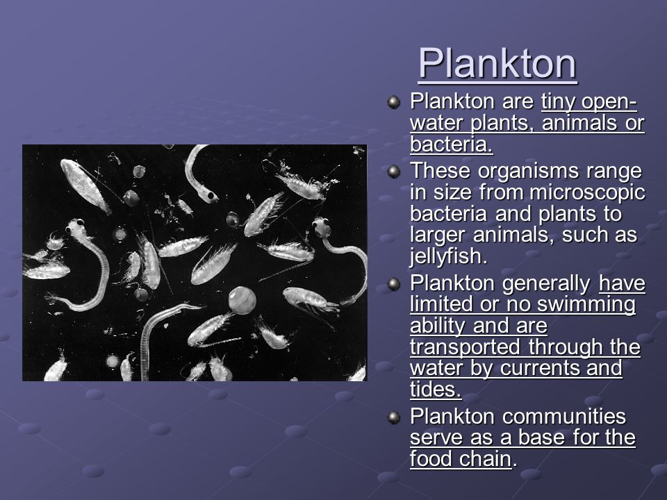 Plankton Plankton are tiny open-water plants, animals or bacteria.