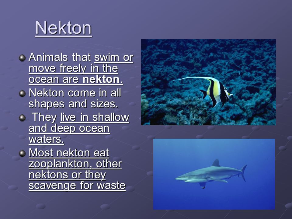 Nekton Animals that swim or move freely in the ocean are nekton.