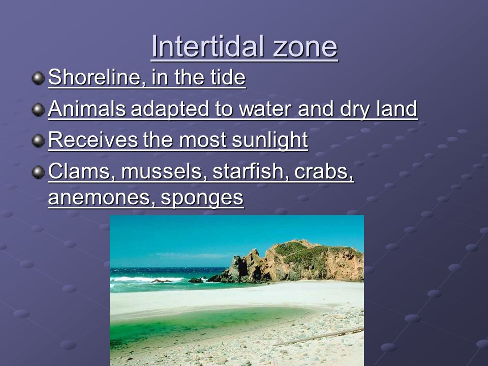 Intertidal zone Shoreline, in the tide