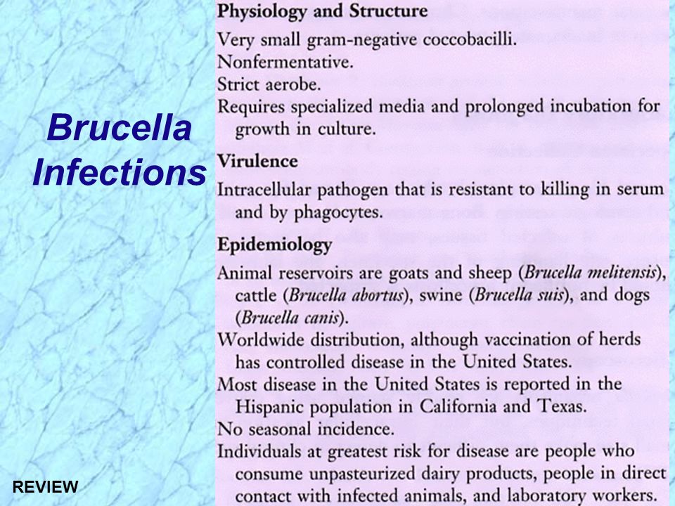 Brucella Infections REVIEW
