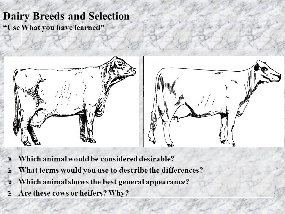How to select cattle-Telugu agricultural news