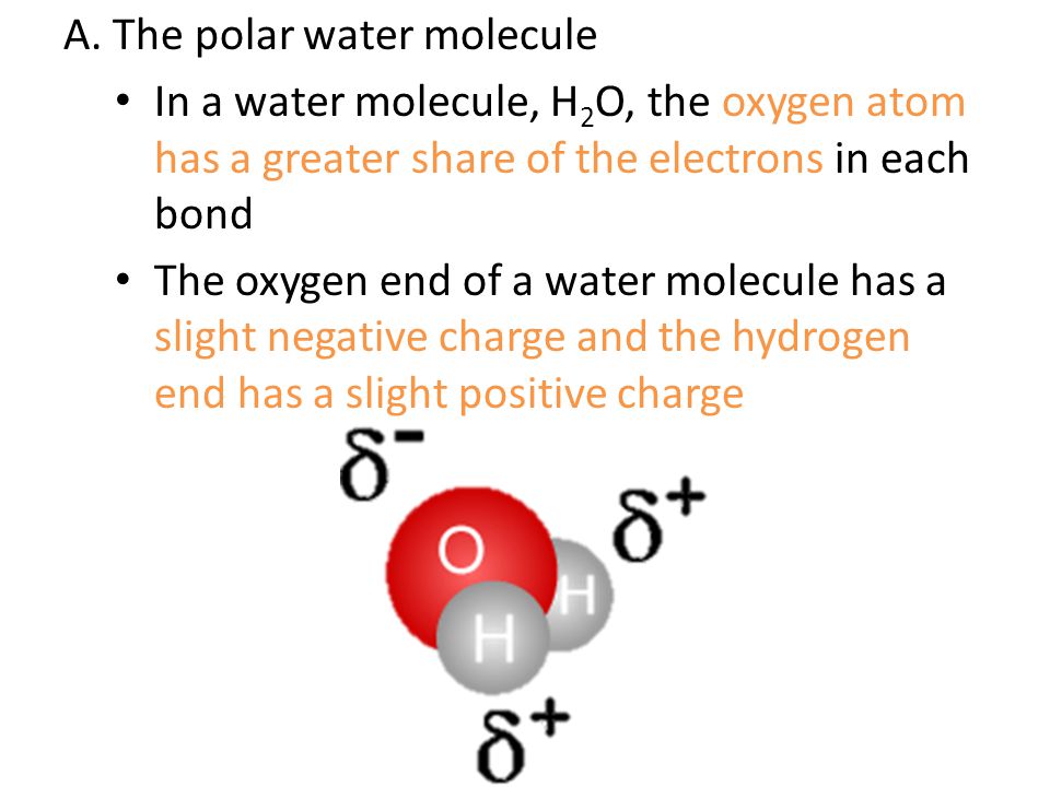 A. The polar water molecule
