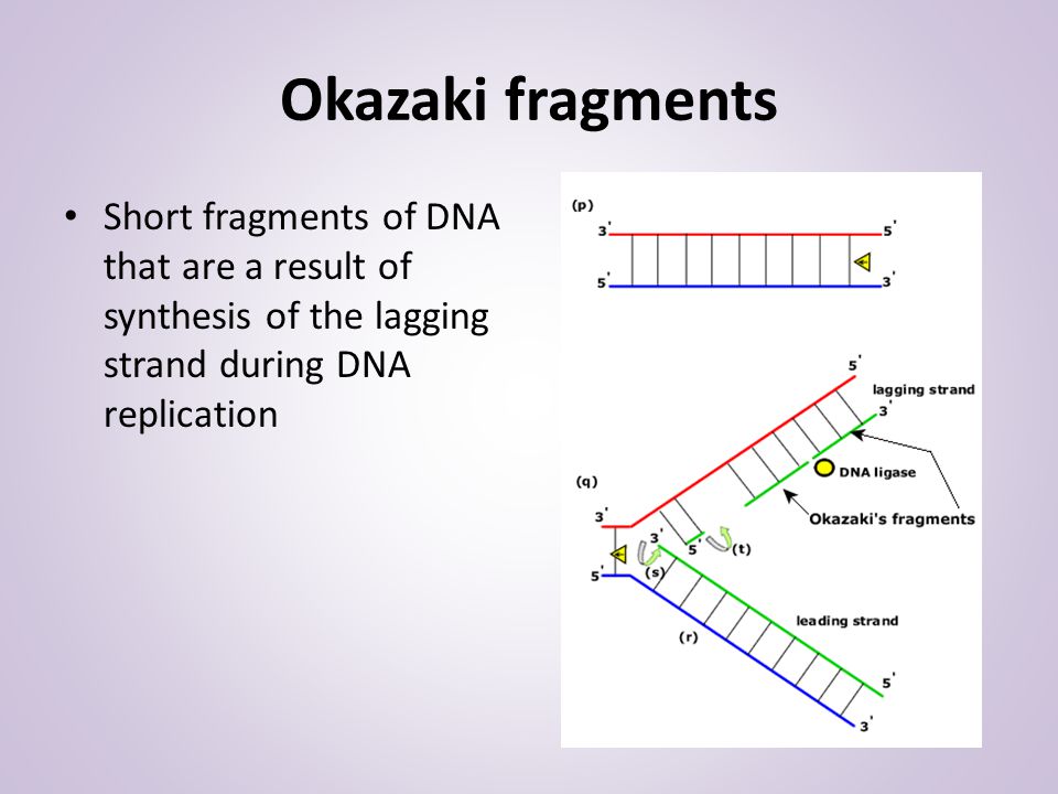 Okazaki fragments Short fragments of DNA that are a result of synthesis of the lagging strand during DNA replication.