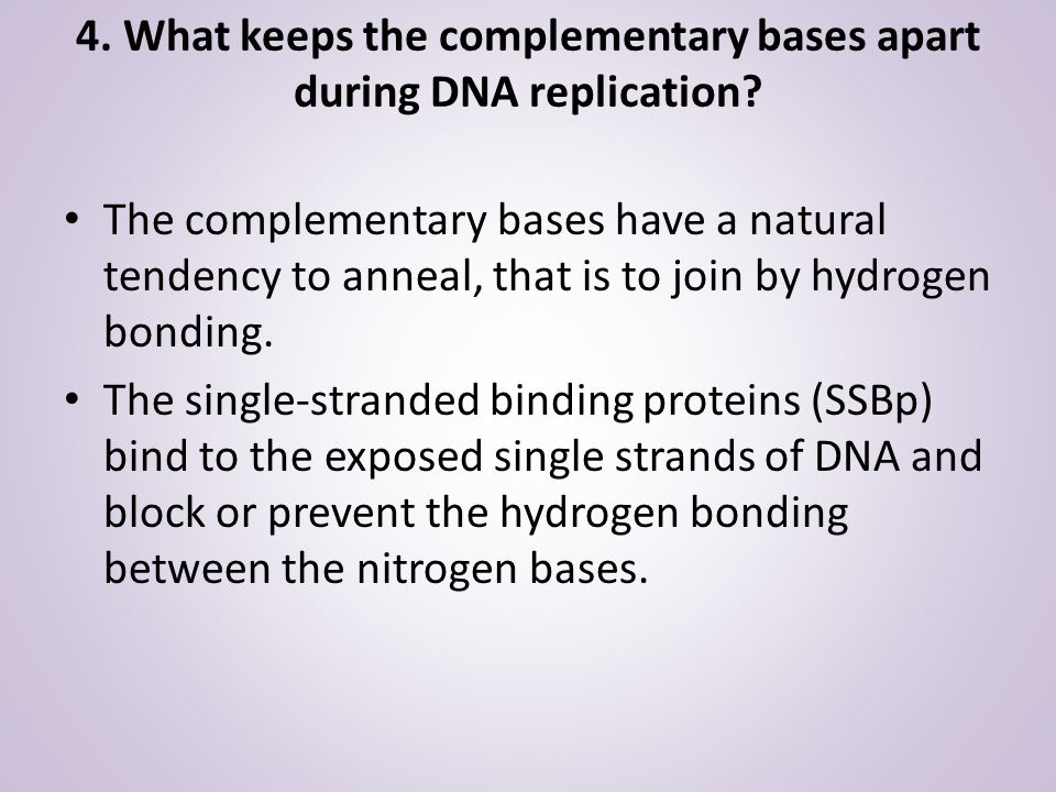 4. What keeps the complementary bases apart during DNA replication