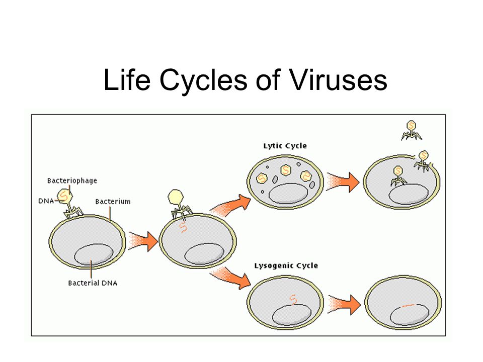 Life Cycles of Viruses