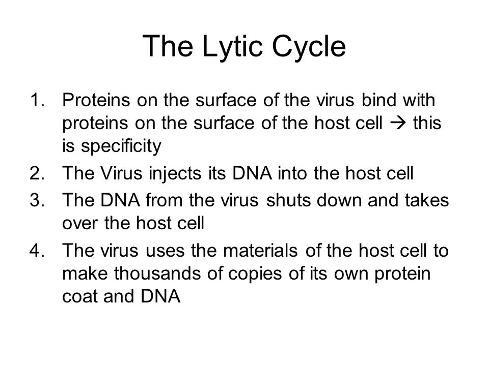 The Lytic Cycle Proteins on the surface of the virus bind with proteins on the surface of the host cell  this is specificity.