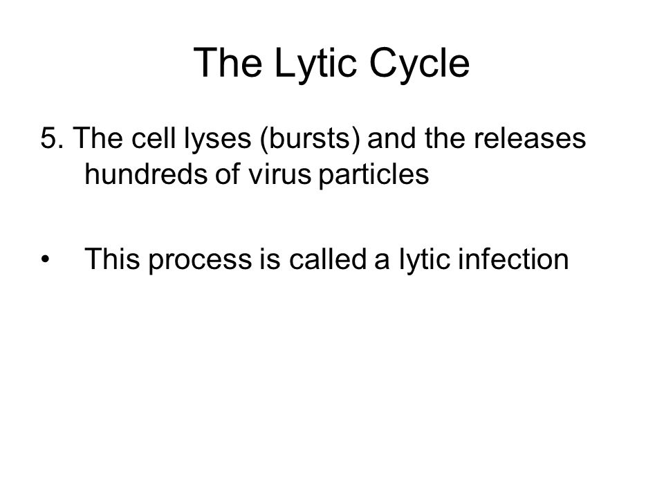 The Lytic Cycle 5. The cell lyses (bursts) and the releases hundreds of virus particles.