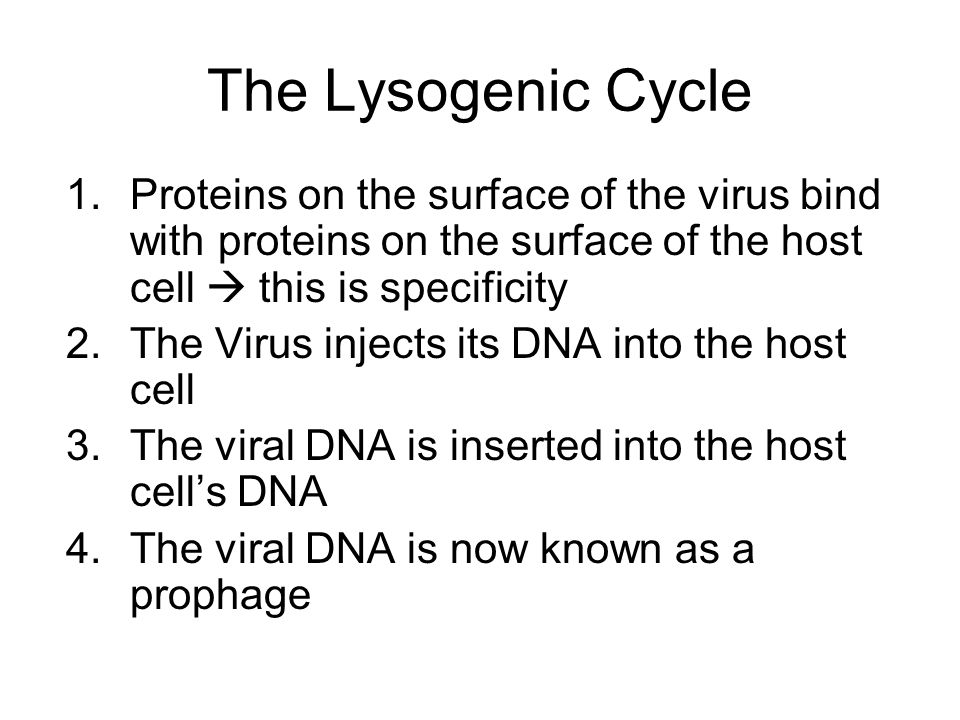 The Lysogenic Cycle Proteins on the surface of the virus bind with proteins on the surface of the host cell  this is specificity.