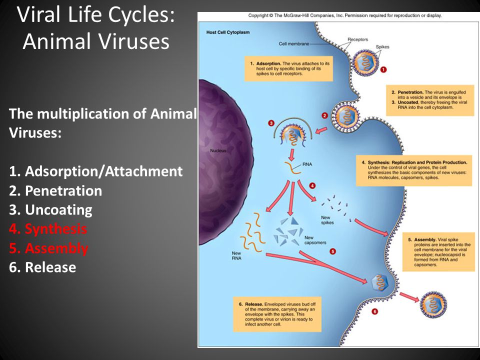 Взаимодействие вируса с клеткой. Таблица этапы взаимодействия вируса с клеткой. РНК вирусы. Viral Life Cycle. Complete virus