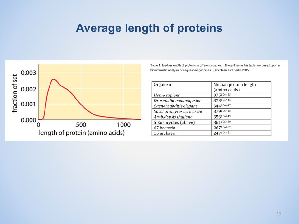 Average length of proteins