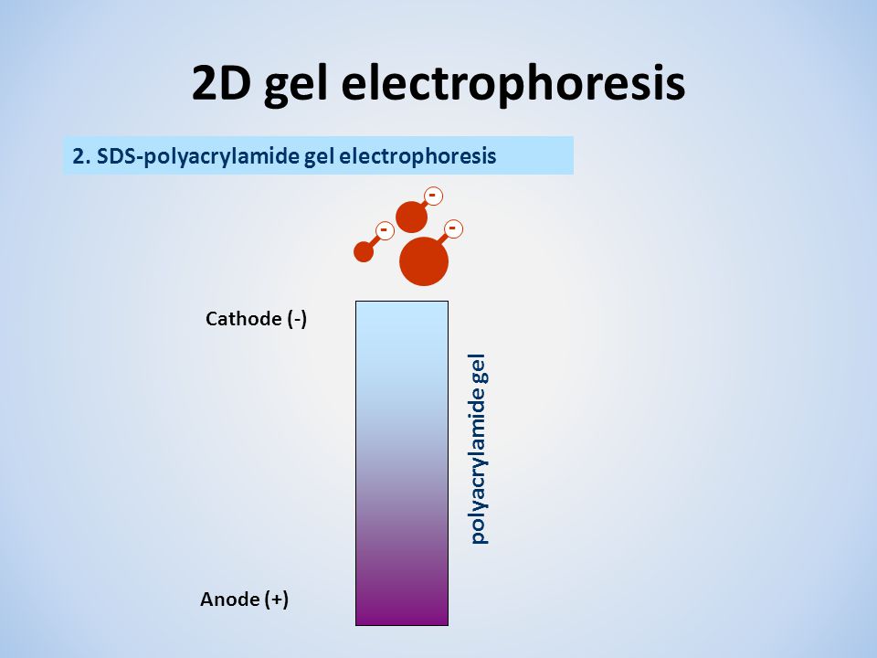 2D gel electrophoresis 2. SDS-polyacrylamide gel electrophoresis - - -