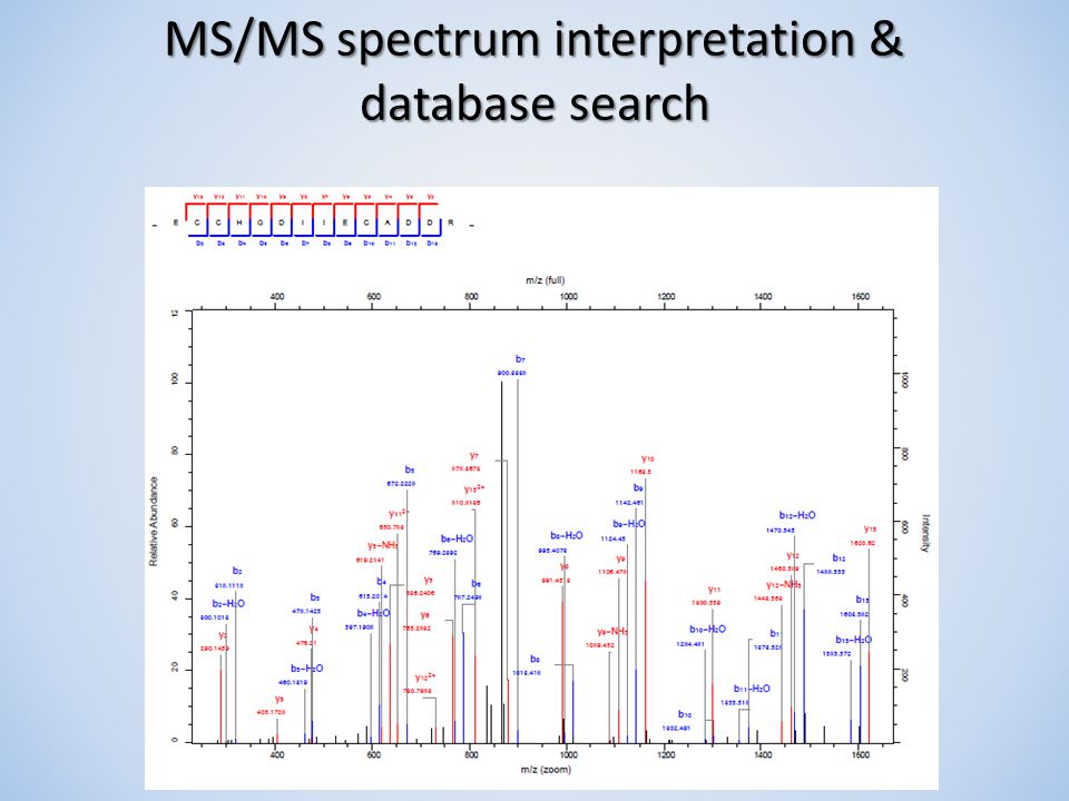 MS/MS spectrum interpretation & database search