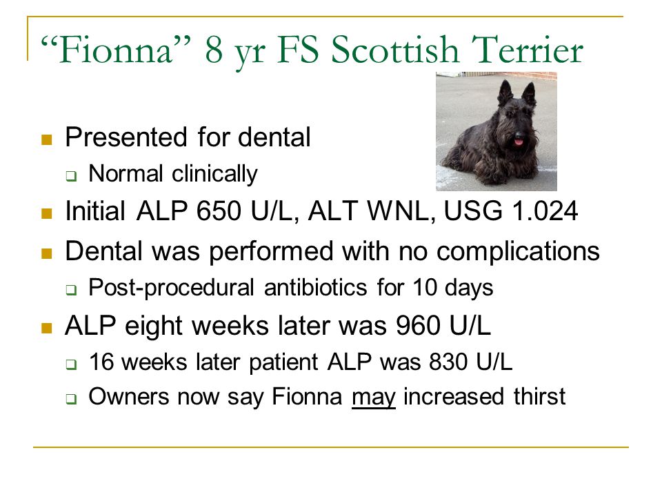Fionna 8 yr FS Scottish Terrier