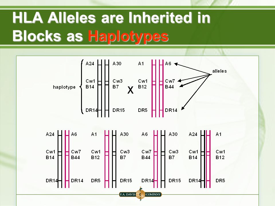 HLA Alleles are Inherited in Blocks as Haplotypes.
