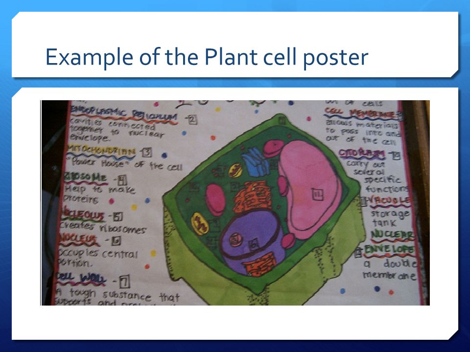 Example of the Plant cell poster