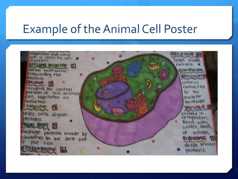 Example of the Animal Cell Poster