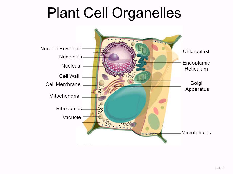 Nuclear Membrane In Plant Cell