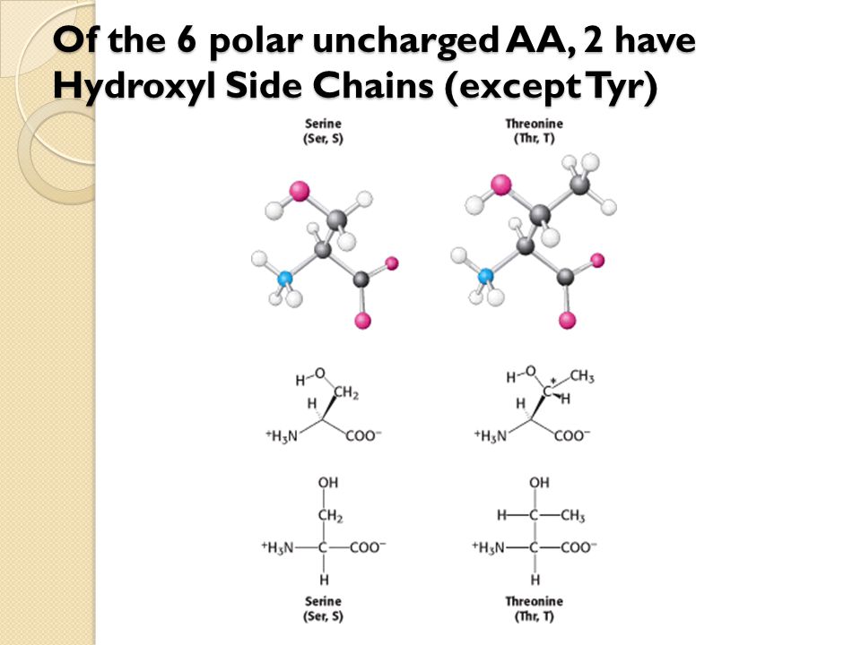 Of the 6 polar uncharged AA, 2 have Hydroxyl Side Chains (except Tyr)