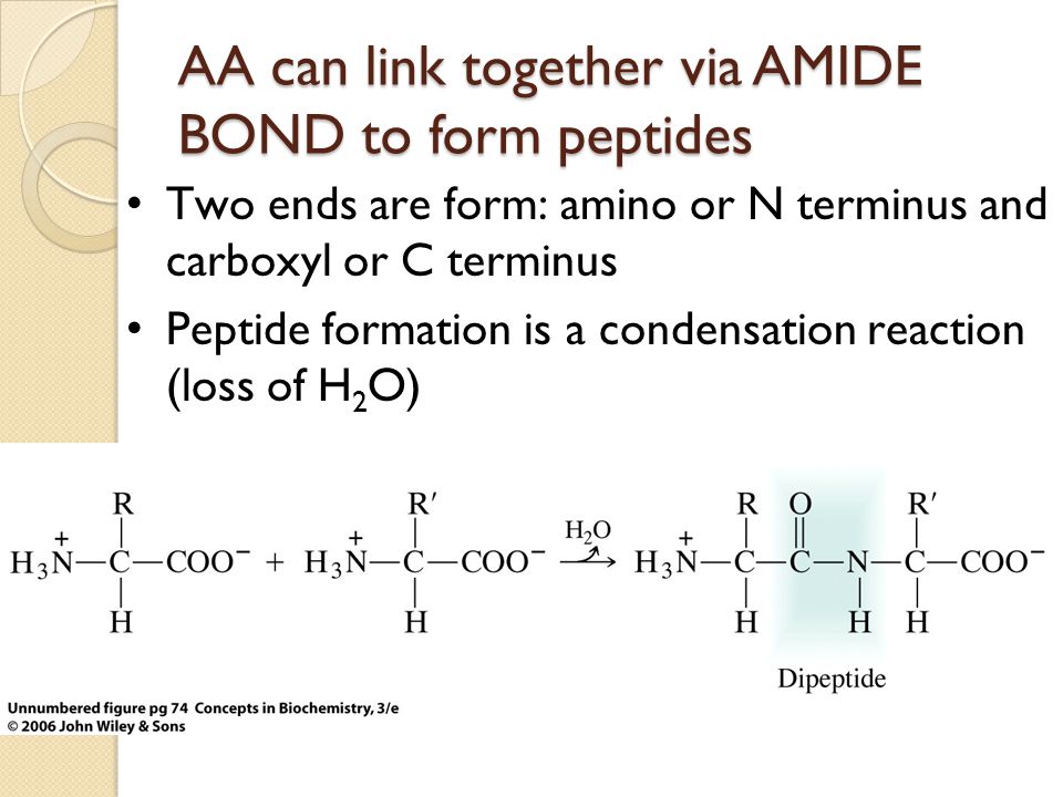 AA can link together via AMIDE BOND to form peptides