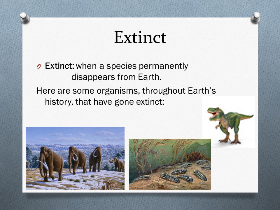 Endangered Species and Extinction - ppt video online download Endangered Species and Extinction - ppt video online download