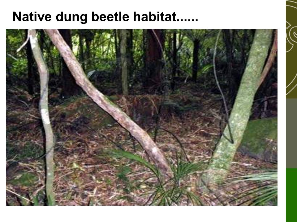 Native dung beetle habitat......