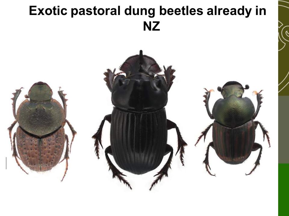 Exotic pastoral dung beetles already in NZ