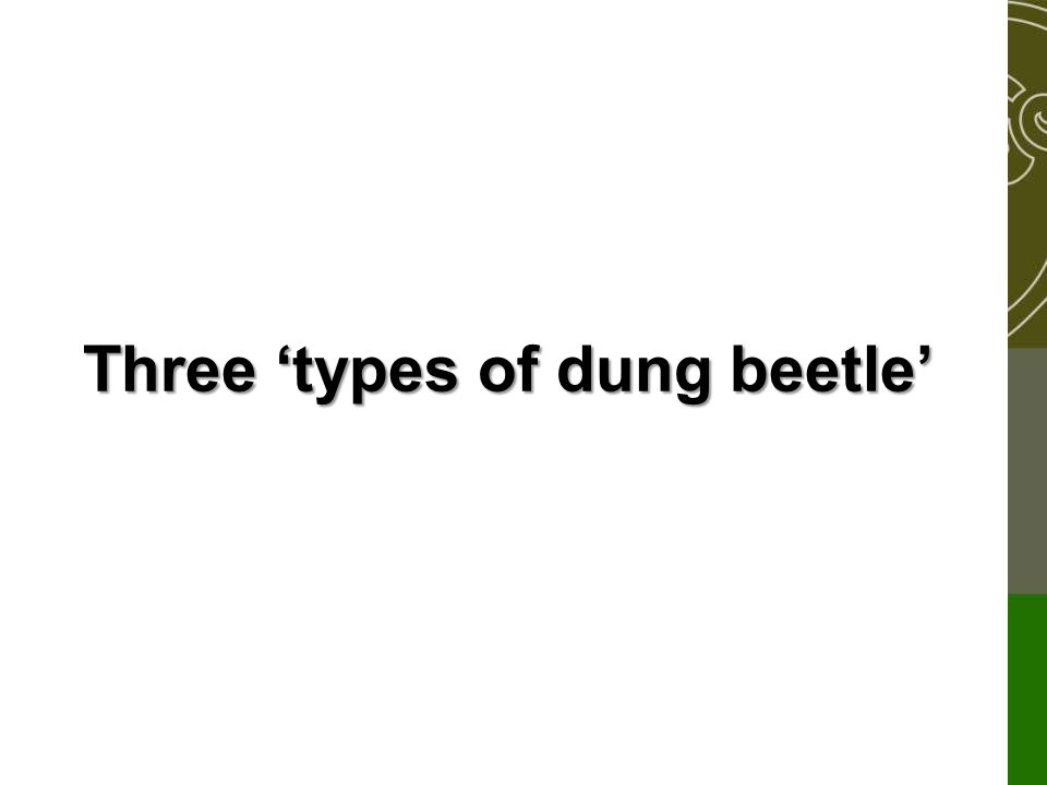 Three ‘types of dung beetle’