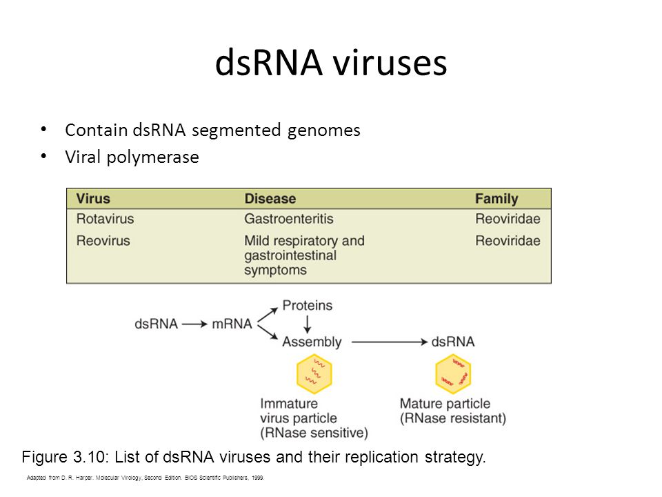 Rna Viruses Polarity Sense Or Sense Size Of Genome Ppt Video Online Download