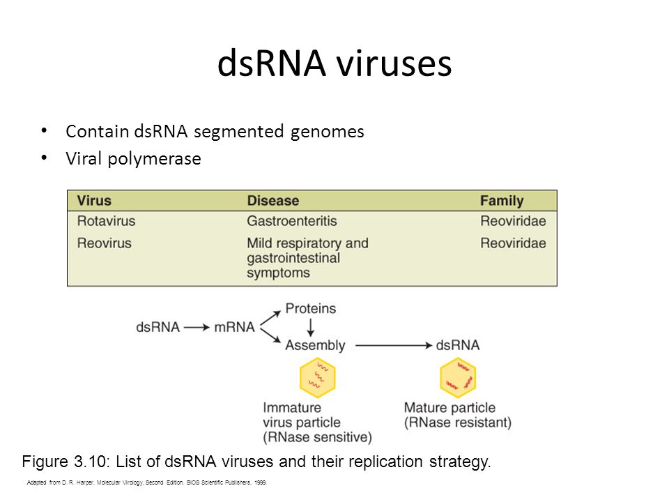 Rna Viruses Polarity Sense Or Sense Size Of Genome Ppt Video Online Download Rna Viruses Polarity Sense Or Sense Size Of Genome Ppt Video Online Download