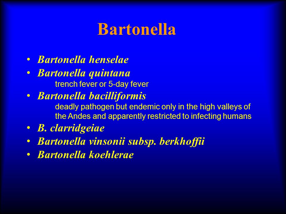 Natural History of Bartonella Infections (an Exception to Koch's