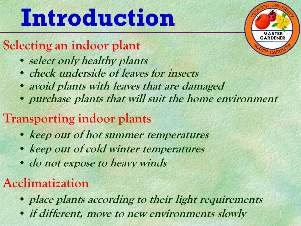 Introducción de plantas de interior.