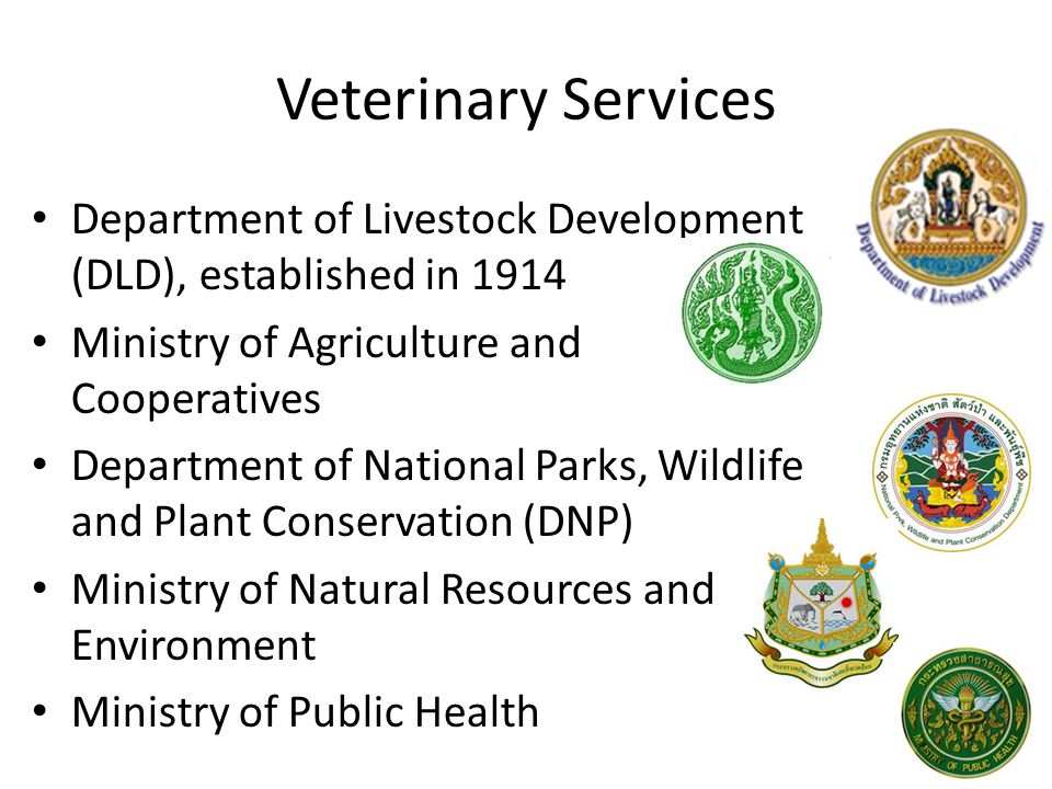 Faculty Of Veterinary Science Thailand Ppt Download