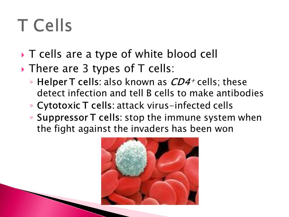 T Cells T cells are a type of white blood cell